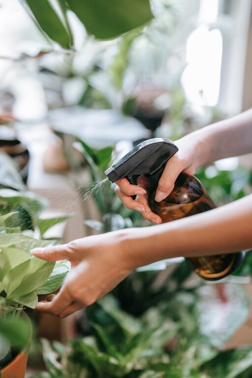 Essential Tips for Keeping Your Houseplants Healthy and Thriving